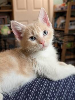 Dakota -  Domestic Short Hair Cat for Adoption in Trenton, New Jersey - Dakota | PetCurious