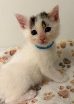 Domestic Medium Hair Cats Available for Adoption in Leonardtown, Maryland - Rachael 1 | PetCurious