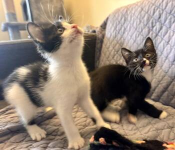 Domestic Short Hair Cats Available for Adoption in New Britain, Connecticut - Bradley And Milton (Kitten Pair) | PetCurious