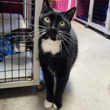 Rescue Domestic Short Hair Cats for Adoption in Chilton, Wisconsin - Armand | PetCurious