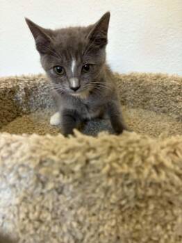 Travis -  American Shorthair Cat for Adoption in Poway, California - Travis | PetCurious
