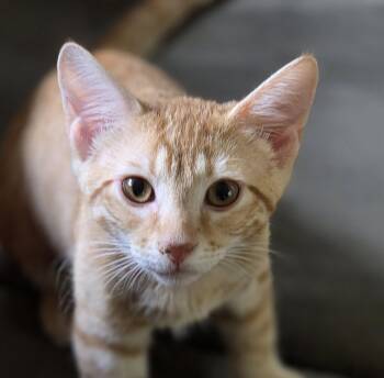Reno -  Domestic Short Hair Cat for Adoption in Pittsboro, North Carolina - Reno | PetCurious