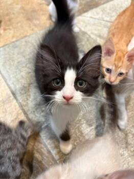 TUCKER -  Domestic Medium Hair Cat for Adoption in Tustin, California - TUCKER | PetCurious