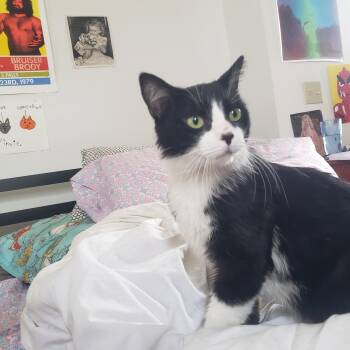Rescue Domestic Medium Hair Cats for Adoption in Brownsville, Pennsylvania - Copper | PetCurious