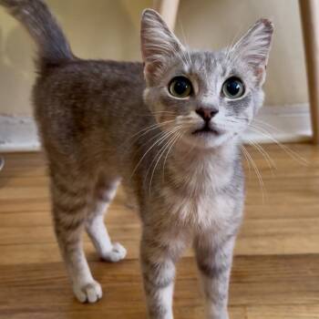 Domestic Short Hair Cats Available for Adoption in Jupiter, Florida - Julep | PetCurious