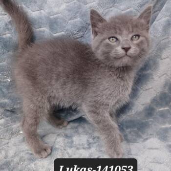 Domestic Short Hair Cats Available for Adoption in New Tazewell, Tennessee - Lukas | PetCurious