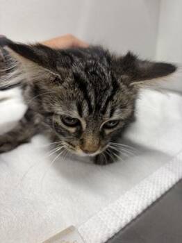 Domestic Short Hair Cats Available for Adoption in West Chester, Pennsylvania - Robyn | PetCurious