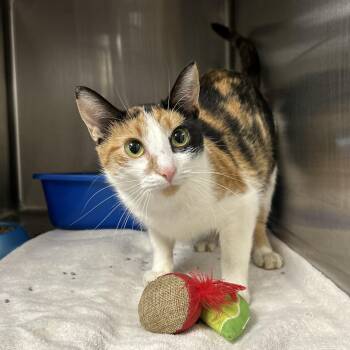 Rescue Calico Cats for Adoption in La Grange Park, Illinois - Chloe | PetCurious