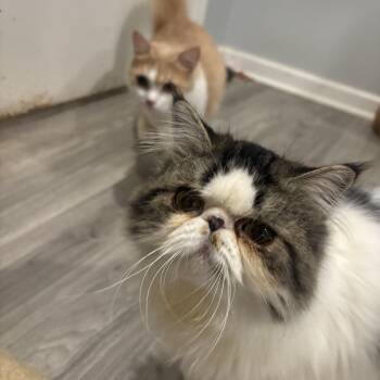 Koten and Loz (Persian) -  Persian Cat for Adoption in Fairfax, Virginia - Koten And Loz (Persian) | PetCurious