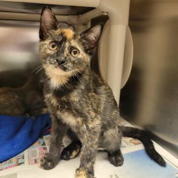 Hilda -  Domestic Short Hair Cat for Adoption in Columbia, Missouri - Hilda | PetCurious