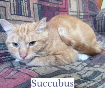 Succubus -  Domestic Short Hair Cat for Adoption in Berkeley Springs, West Virginia - Succubus | PetCurious