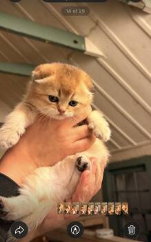 Scottish Fold Cats Available for Sale - Boris | PetCurious