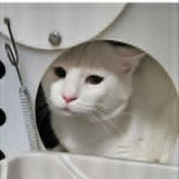 Simon -  Domestic Short Hair Cat for Adoption in Ogden, Utah - Simon | PetCurious