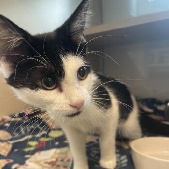 Anne Bonny -  Domestic Short Hair Cat for Adoption in Gloucester, Virginia - Anne Bonny | PetCurious