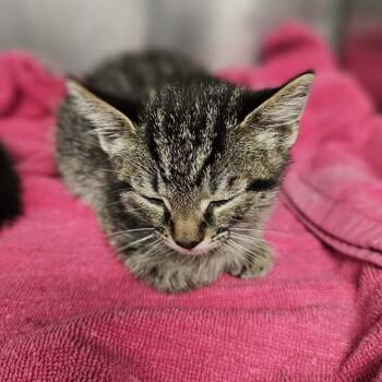 Bob -  Domestic Short Hair Cat for Adoption in Rocky Mount, Virginia - Bob | PetCurious