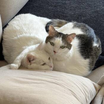 Elsa -  Domestic Short Hair and Mixed Breed Cat for Adoption in Fairfax Station, Virginia - Elsa | PetCurious