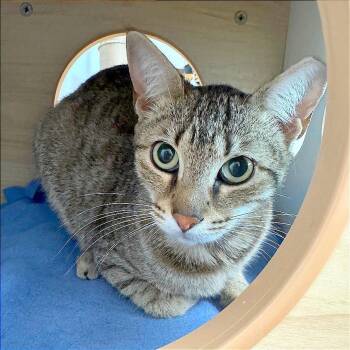 Domestic Short Hair Cats Available for Adoption in Pleasant Hill, California - Whitney | PetCurious