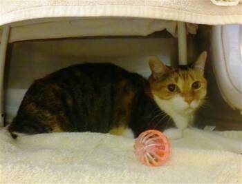 Domestic Short Hair Cats Available for Adoption in Omaha, Nebraska - PAPRIKA | PetCurious