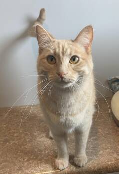 Cole Miller -  Domestic Short Hair Cat Available for Adoption in Lincoln, Nebraska - Cole Miller | PetCurious
