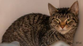 Tanzanite -  Domestic Short Hair Cat for Adoption in Fairfax, Virginia - Tanzanite | PetCurious