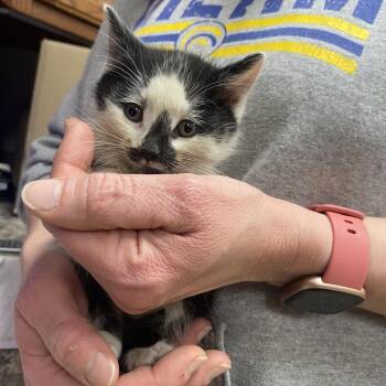 Domestic Short Hair Cats Available for Adoption in Tupelo, Mississippi - Polly - 022403U | PetCurious
