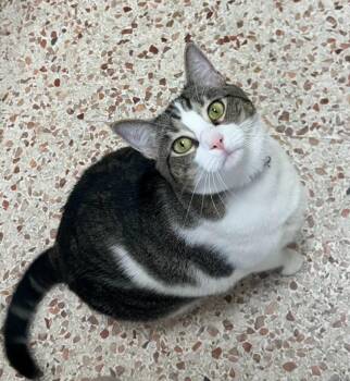 Ophelia -  Domestic Short Hair Cat for Adoption in Newnan, Georgia - Ophelia | PetCurious