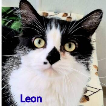 Leon -  Domestic Medium Hair Cat for Adoption in North Saint Paul, Minnesota - Leon | PetCurious