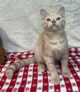 261201  Walter -  Domestic Short Hair Cat for Adoption in Wetumpka, Alabama - 261201  Walter | PetCurious