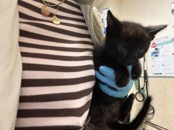 Domestic Short Hair Cats Available for Adoption in Riverside, California - A1919710 | PetCurious