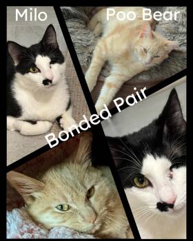 Rescue Domestic Short Hair and Tabby Cats for Adoption in Fort Worth, Texas - Poo Bear | PetCurious