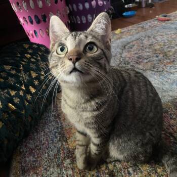 WEDGE (CT) -  American Shorthair Cat for Adoption in Manchester, Connecticut - WEDGE (CT) | PetCurious