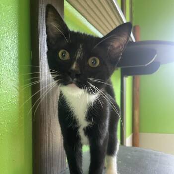 Babycakes -  American Shorthair Cat for Adoption in West Des Moines, Iowa - Babycakes | PetCurious