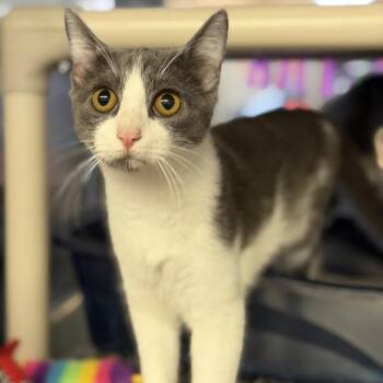 Cammie -  Domestic Short Hair Cat for Adoption in Denison, Texas - Cammie | PetCurious