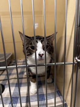 Domestic Short Hair Cats Available for Adoption in Gautier, Mississippi - Gumbo | PetCurious