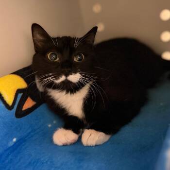 Mandy -  Domestic Short Hair Cat for Adoption in Sarasota, Florida - Mandy | PetCurious