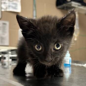 Domestic Short Hair Cats Available for Adoption in Newport, North Carolina - Shadow | PetCurious