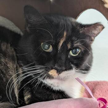 Chrysanthemum -  Domestic Short Hair Cat for Adoption in Reno, Nevada - Chrysanthemum | PetCurious