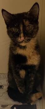 Teen -Adopted! -  Domestic Short Hair Cat for Adoption in Chamblee, Georgia - Teen -Adopted! | PetCurious