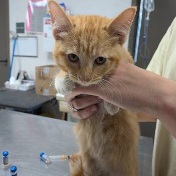 Princess Leia -  Domestic Short Hair Cat for Adoption in Cleveland, Mississippi - Princess Leia | PetCurious