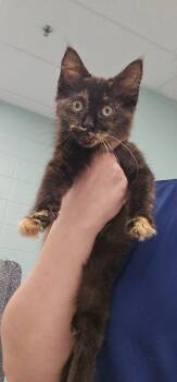 Lunala -  Domestic Short Hair Cat for Adoption in Athens, Tennessee - Lunala | PetCurious