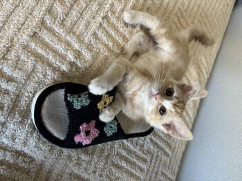 Scout -  Domestic Short Hair Cat for Adoption in Ephrata, Washington - Scout | PetCurious
