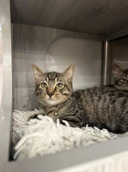 Bennett -  Domestic Short Hair Cat for Adoption in Alafaya, Florida - Bennett | PetCurious