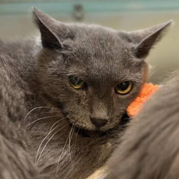 Newport -  Domestic Short Hair Cat for Adoption in Matteson, Illinois - Newport | PetCurious