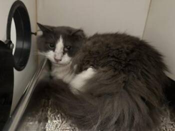 Warren -  Domestic Short Hair Cat for Adoption in Fairfax, Virginia - Warren | PetCurious