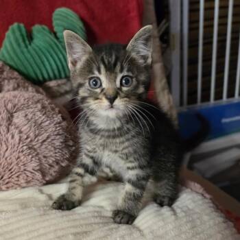 TWINKIE -  Domestic Medium Hair Cat for Adoption in Graham, Washington - TWINKIE | PetCurious