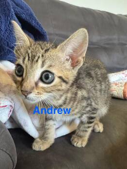 Rescue Domestic Short Hair Cats for Adoption in Phenix City, Alabama - Andrew | PetCurious