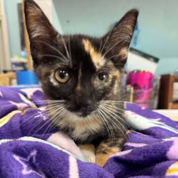 Rebecca -  Domestic Short Hair Cat for Adoption in Pinellas Park, Florida - Rebecca | PetCurious