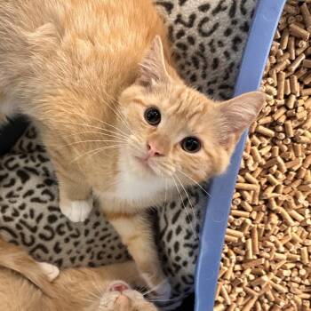 Scritch -  Domestic Short Hair Cat Available for Adoption in Rocky Mount, Virginia - Scritch | PetCurious