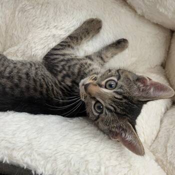 Kirby -  Domestic Short Hair Cat for Adoption in Hannibal, Missouri - Kirby | PetCurious
