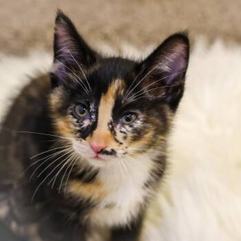 Domestic Short Hair Cats Available for Adoption in Topeka, Kansas - **Cat Cafe** Tulip | PetCurious